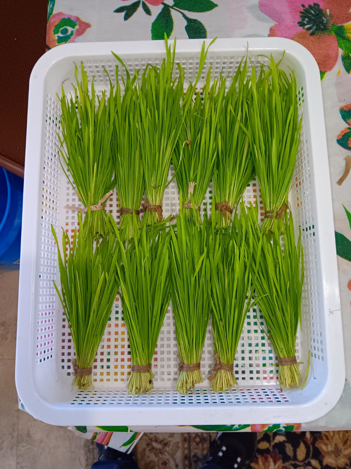 Microgreens growing station with multiple trays