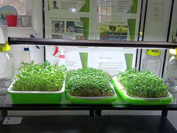Microgreens growing station
