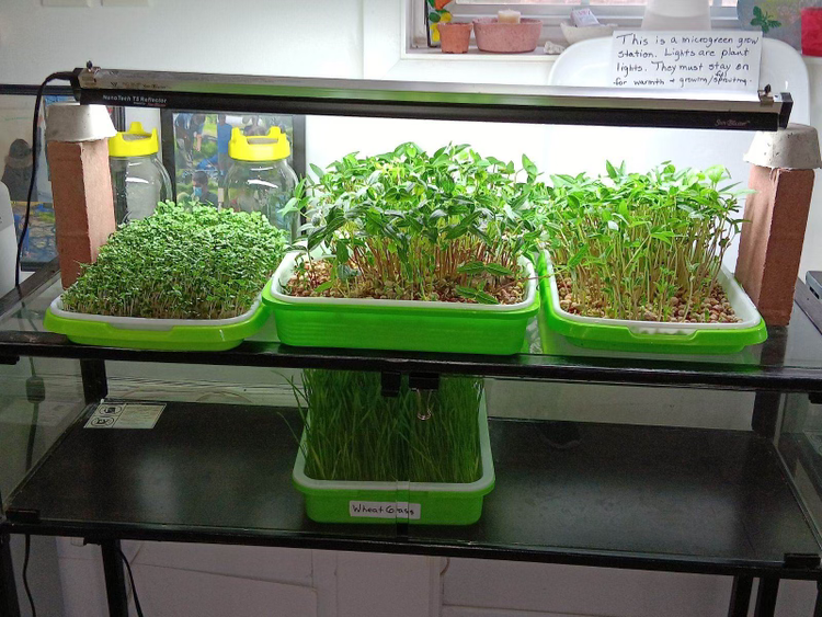 Microgreens growing in tray