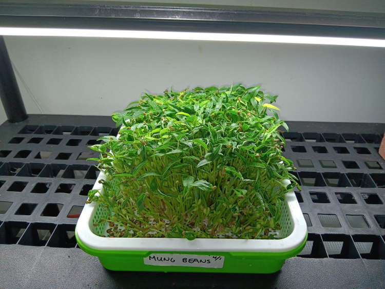 Mature microgreens